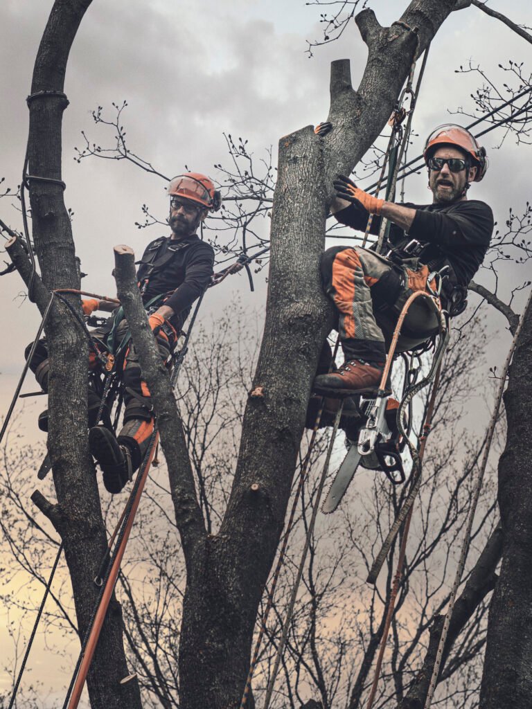 Baumpflege Team Mettmann Über Uns